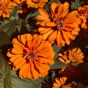 Meet your Posher, Lucero